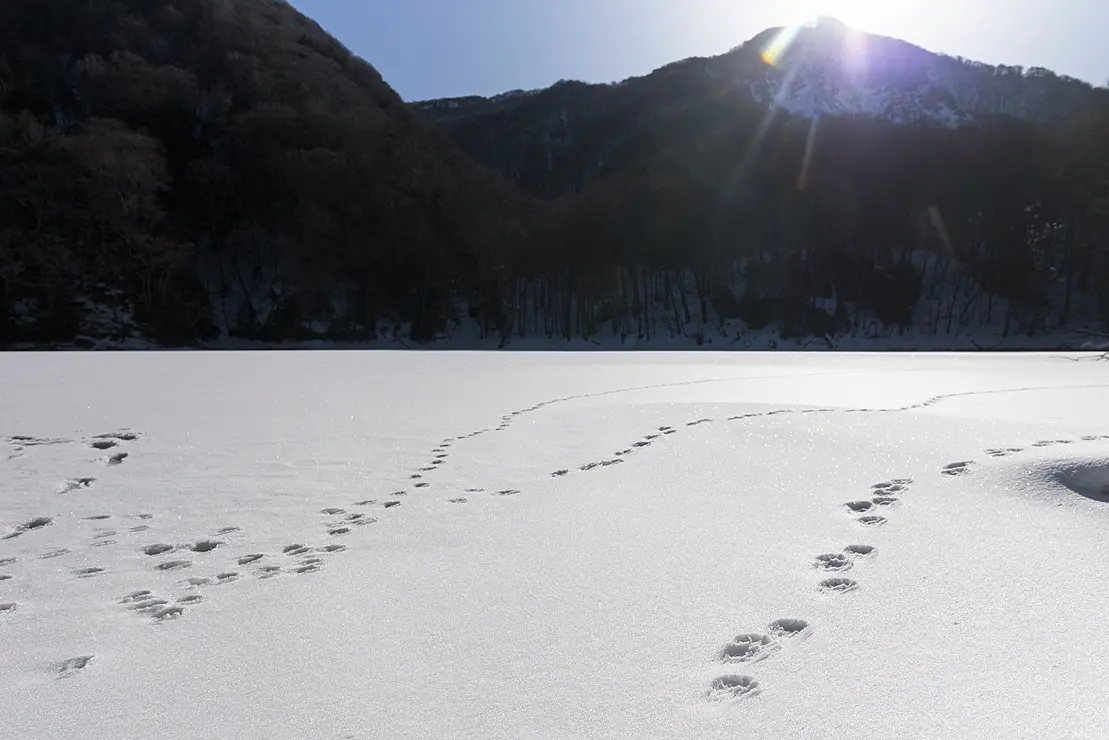 雪に覆われた湖面