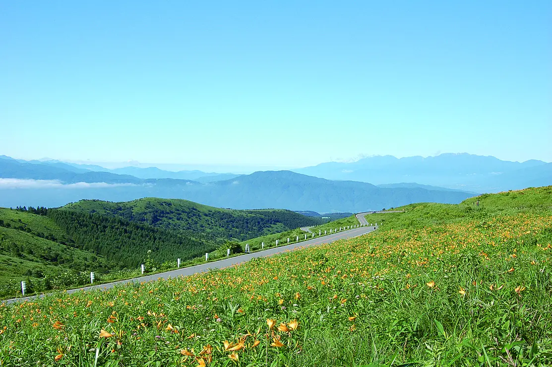 ニッコウキスゲが咲き誇る高原