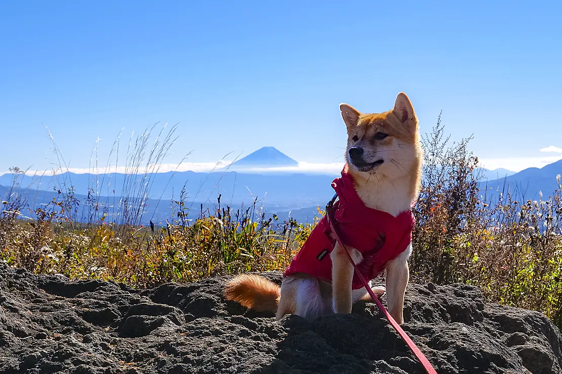 柴犬と富士山
