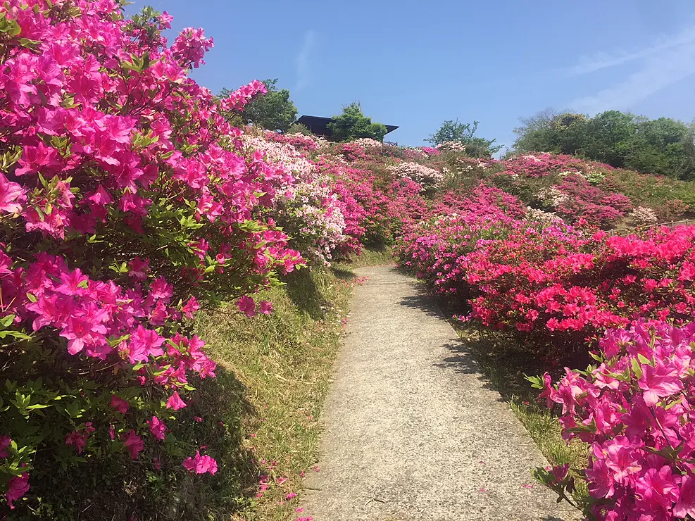 五本松公園に咲くツツジ
