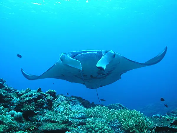 カラフルなサンゴ礁の上をこちらに向かって泳いでくるマンタ