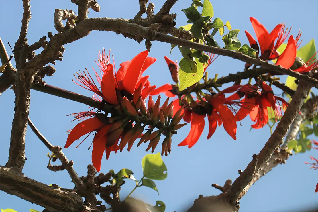 デイゴの深紅の花