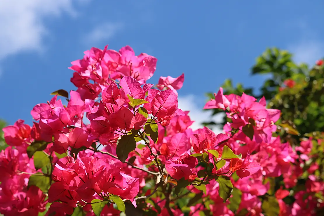 鮮やかなピンク色のブーゲンビリア
