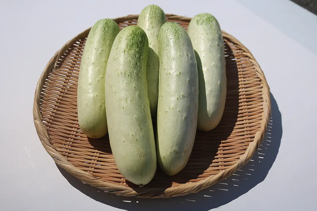 淡い黄緑色のきゅうり