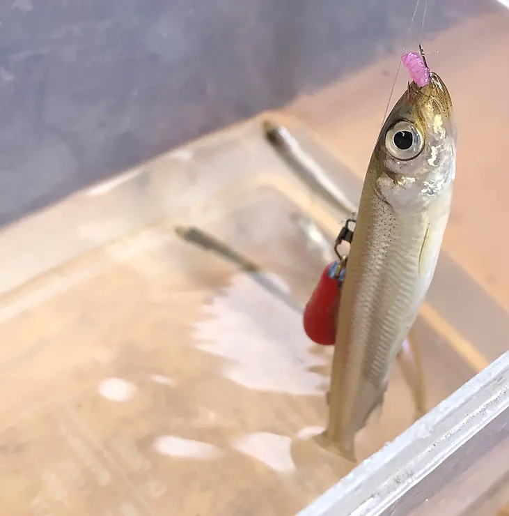 釣りあげられたわかさぎ