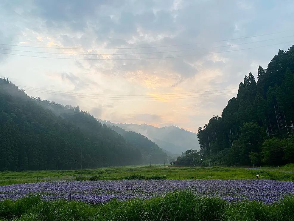 緑豊かな山を背景に、紫色の北山友禅菊が咲き乱れる風景