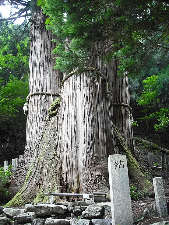 日本一高い木として知られる花背の三本杉