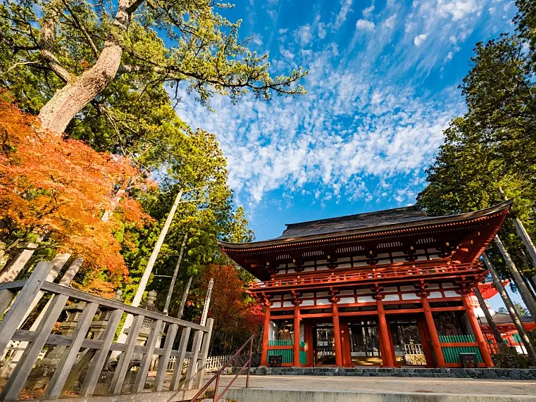 赤い柱と黒い屋根を持つ伝統的な寺院の門　周囲には緑の杉の木と赤く色づいたもみじ