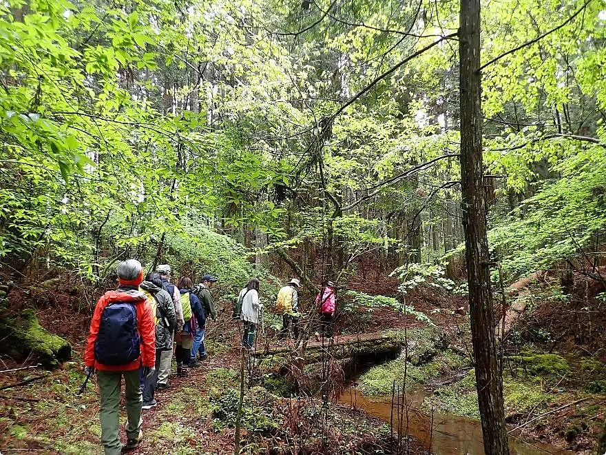 森の中、小川沿いの小径を歩く人々