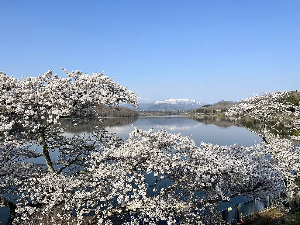 湖畔に咲く桜。湖の向こうに山が見える