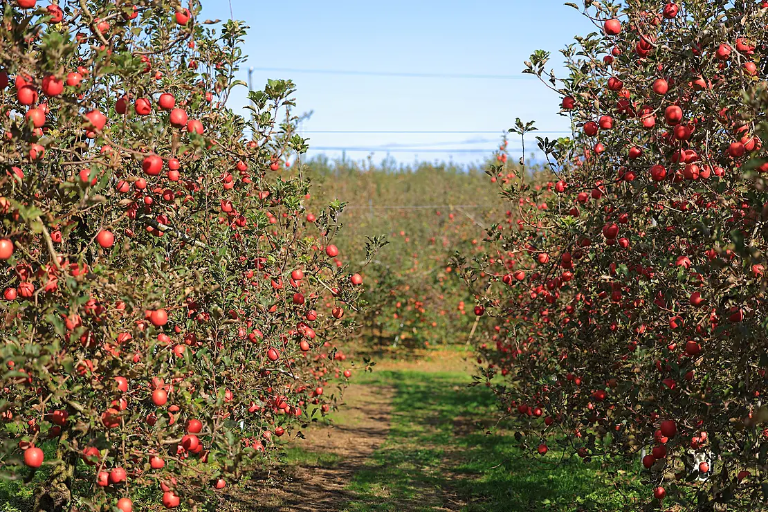 鈴なりに実ったりんご