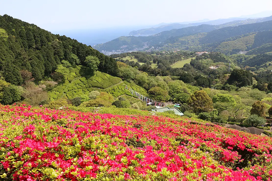つつじが咲く自然公園の斜面