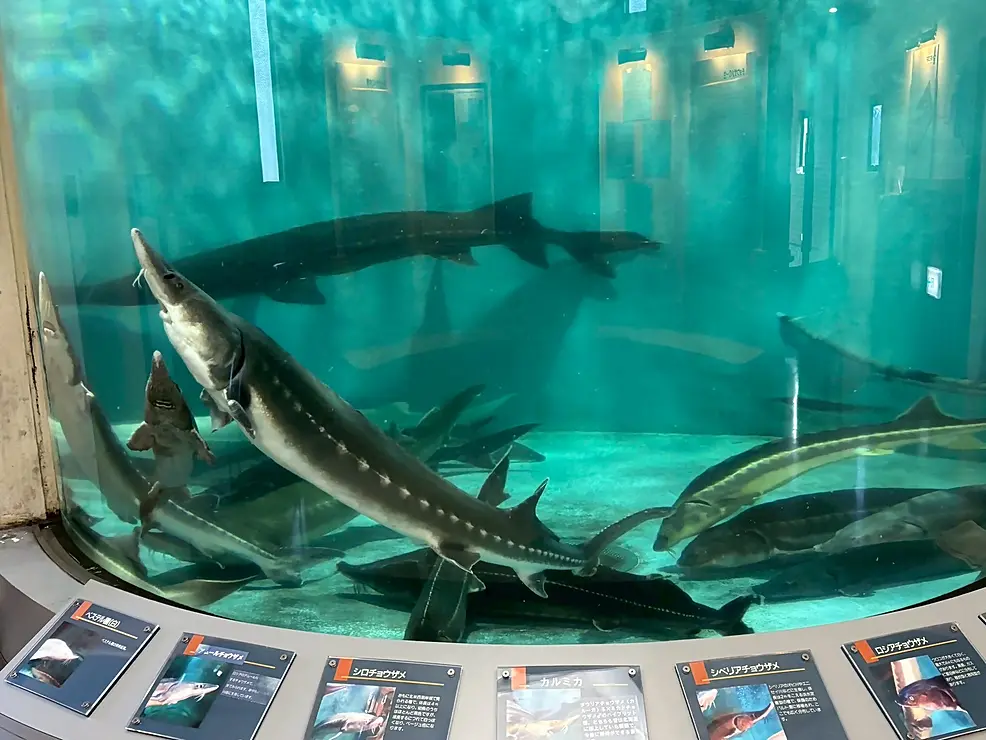 水槽にいるたくさんのチョウザメ