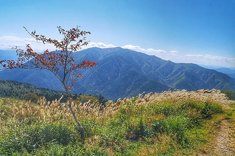 ススキ原の向こうに見える山並み