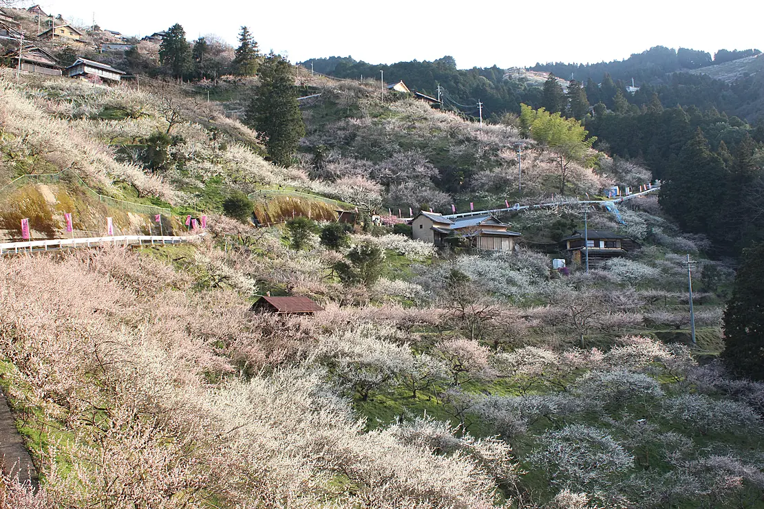 満開の梅の花で薄紅色に染まった山の斜面の梅林