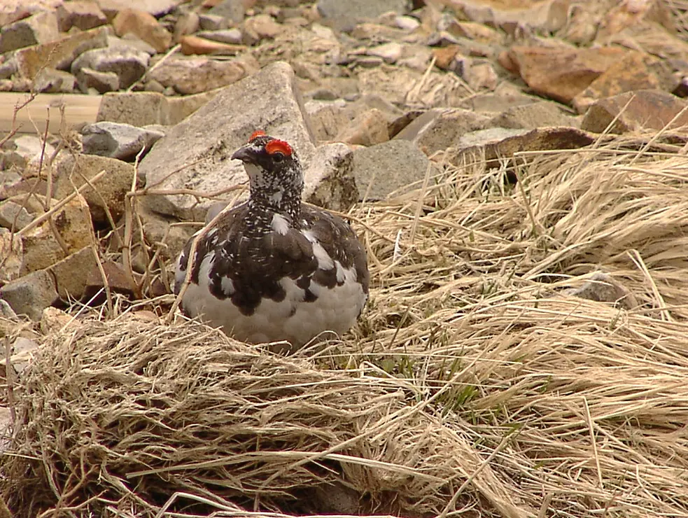 国の特別天然記念物ライチョウ