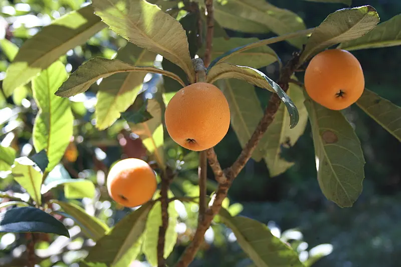 木になる枇杷の実