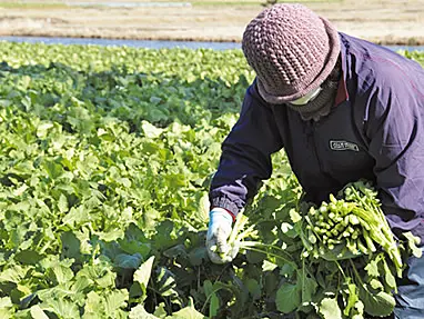 水掛菜を収穫する人