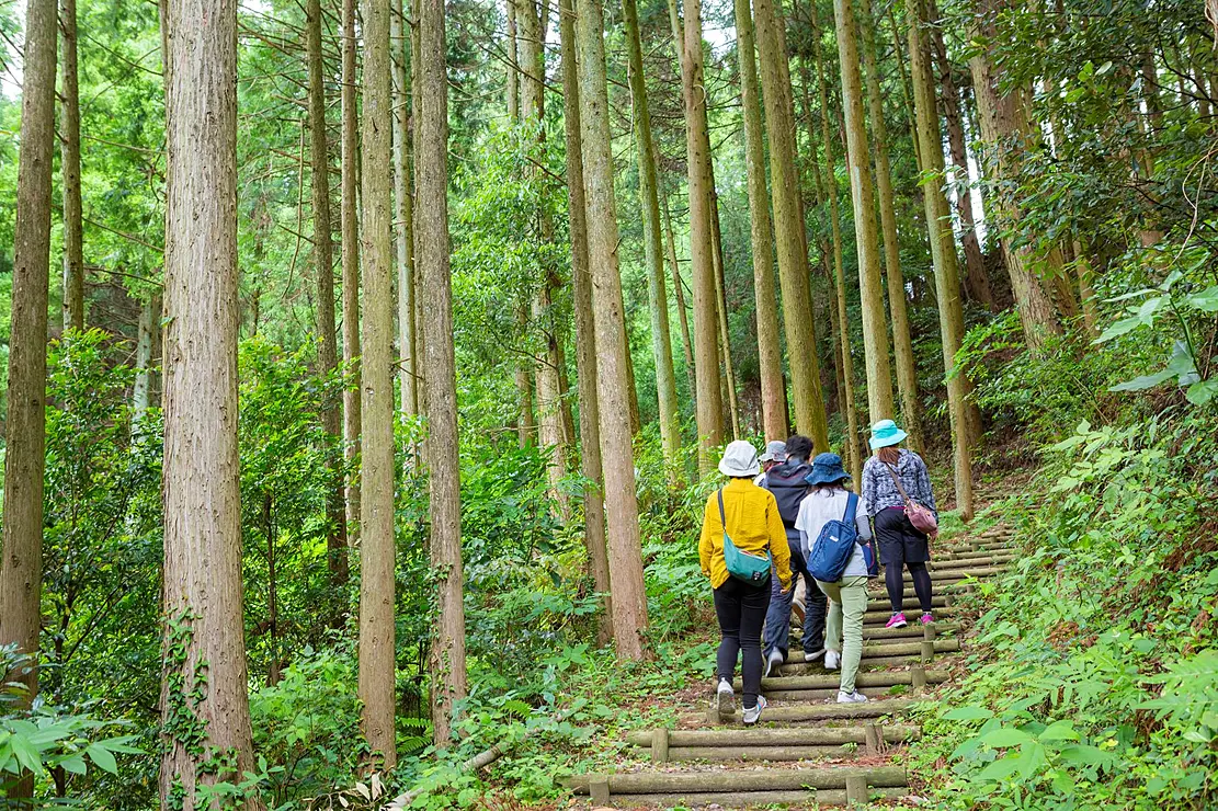 森の中を散策する人々