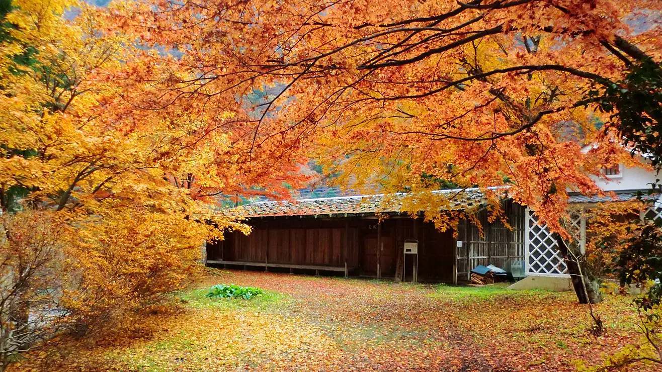 紅葉のなかの古民家