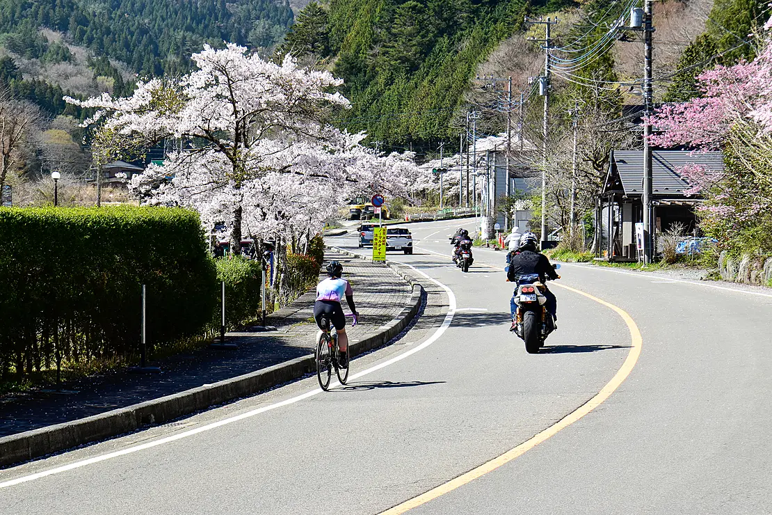 沿道に桜が咲く道をサイクリングやバイクツーリング