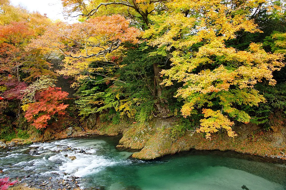 紅葉した木々透き通った川