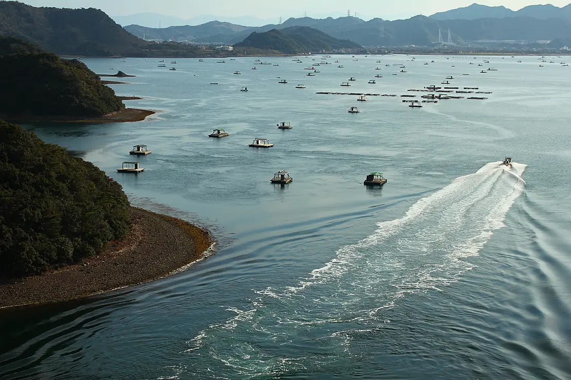 ウチノ海（鳴門）での筏釣り