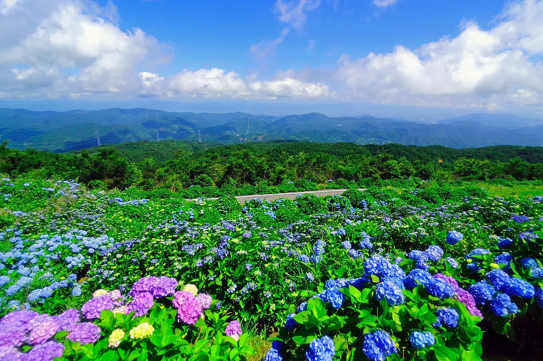 大川原高原のアジサイ