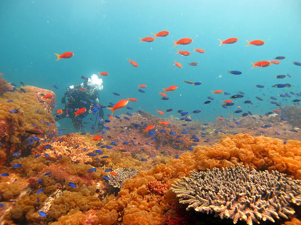 カラフルな魚とサンゴ礁でダイビング