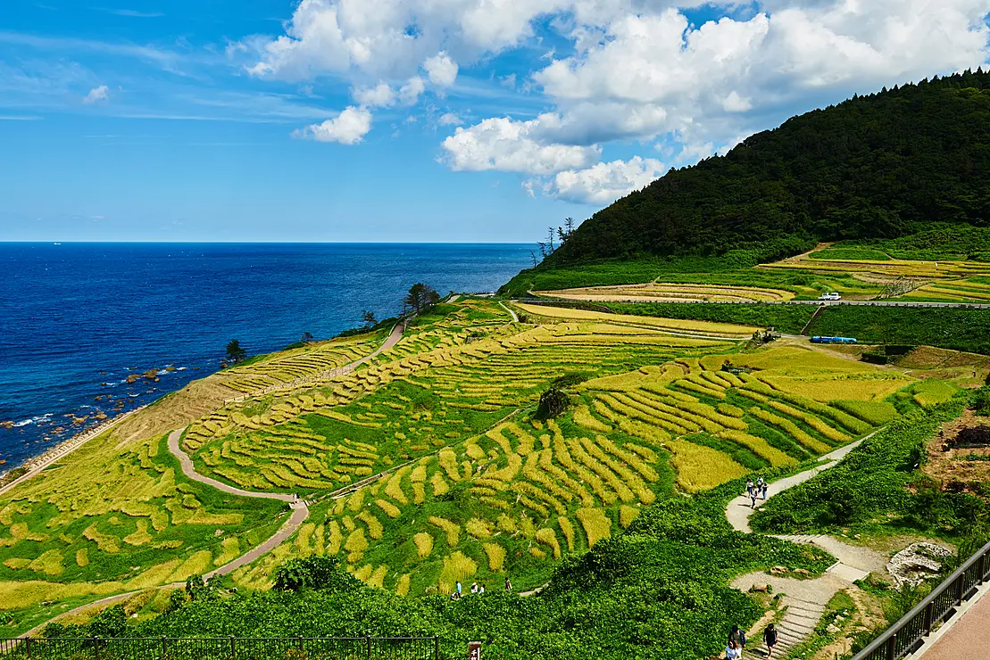 日本海を望む白米千枚田