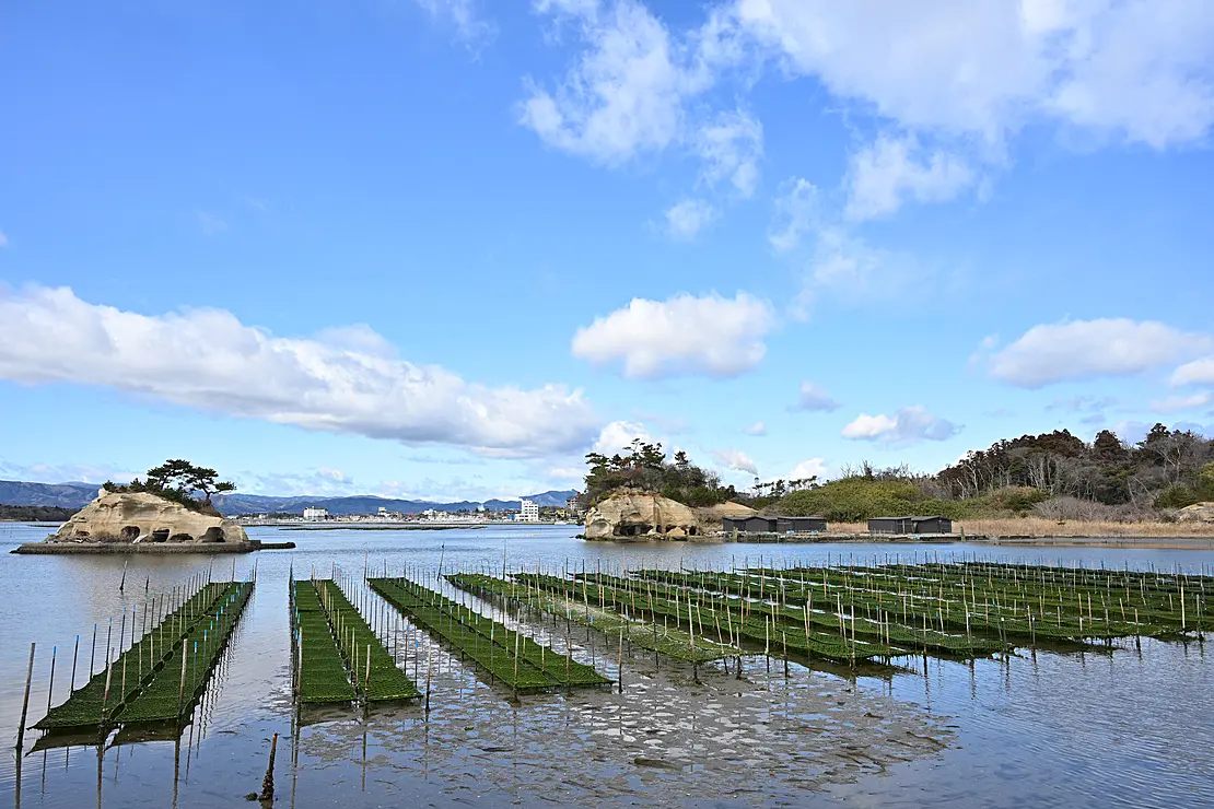 緑色の絨毯のように広がる養殖用の海苔棚