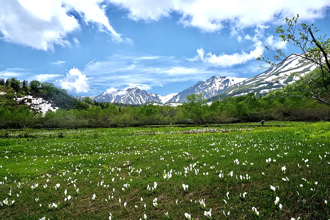 ミズバショウが咲き乱れる湿原