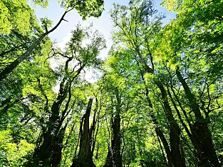 公園内に立つ新緑の木々