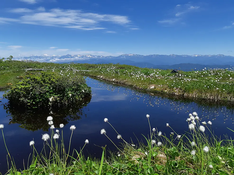 水面に映る雲や周囲の草花