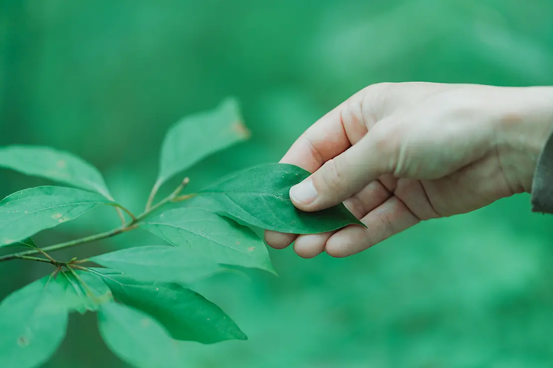 薬草を摘む様子