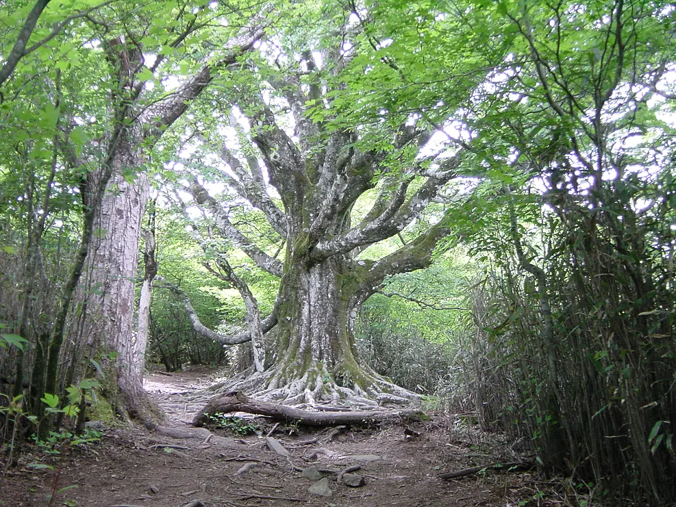 大きなブナが高く、広くそびえたつ