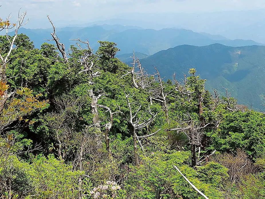 新緑が広がる白髪山