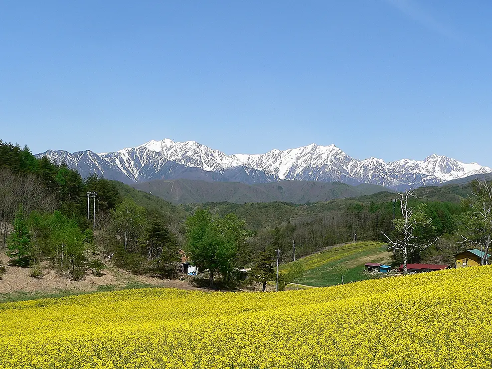 北アルプスと菜の花畑
