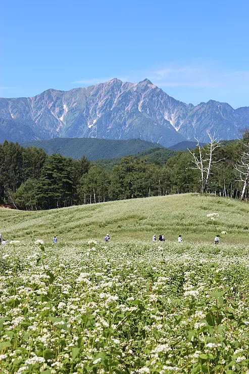 蕎麦の花畑