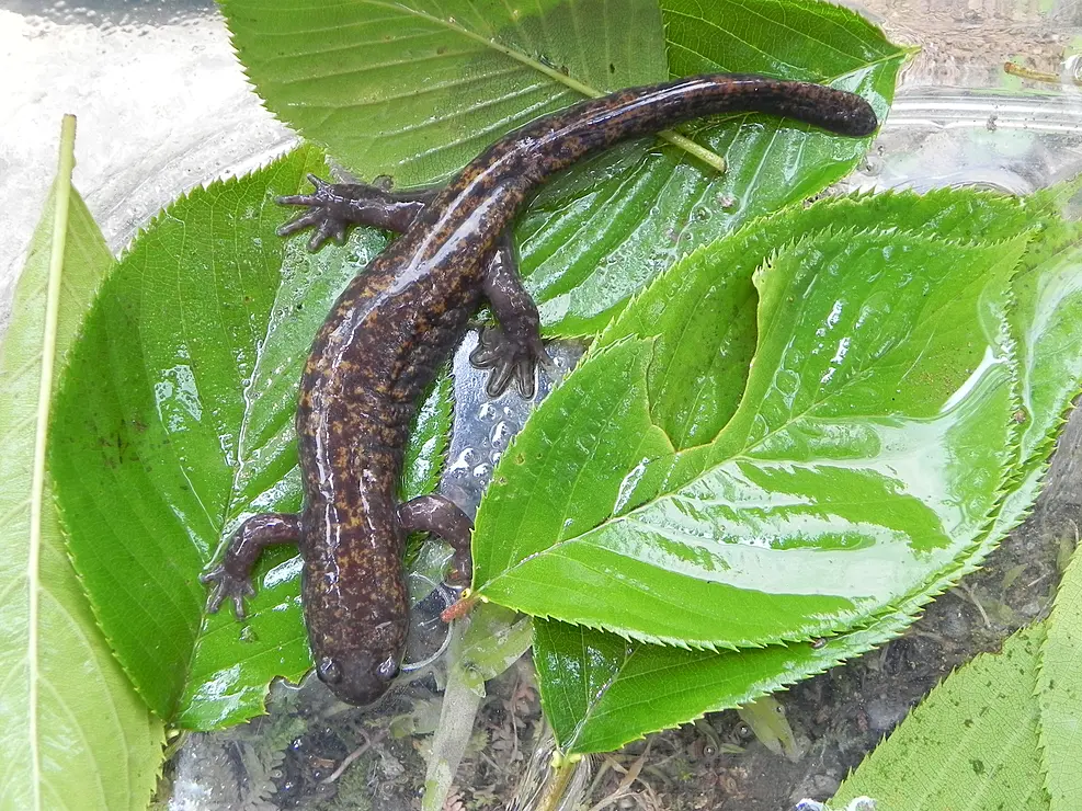 オキサンショウウオ