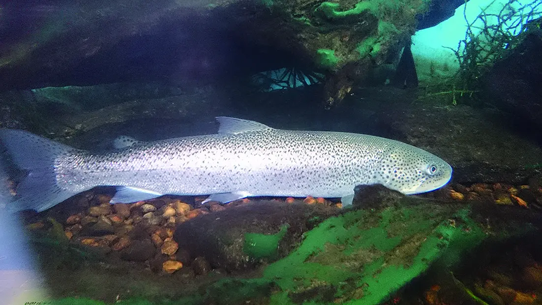 淡水を泳ぐシルバーの魚