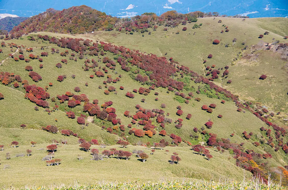 山に広がる笹原のなかに紅葉したシロヤシオの群生