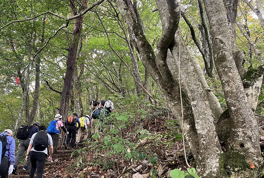 ブナ林のなかを登山する人たち