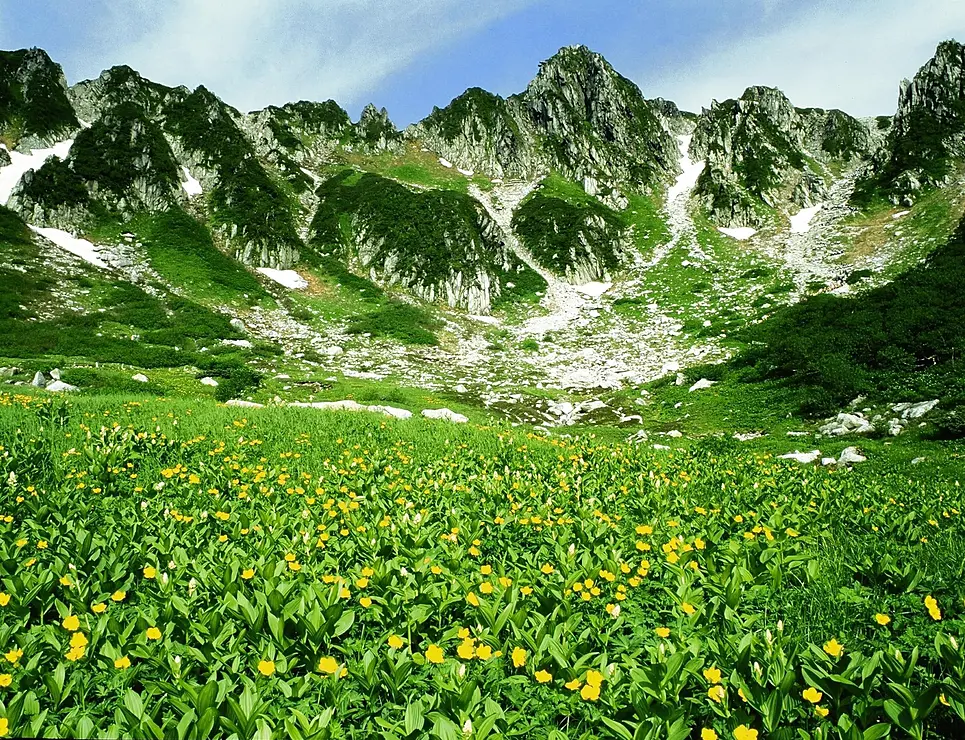 千畳敷カールと高山植物の花畑