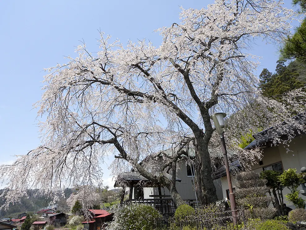 満開のしだれ桜