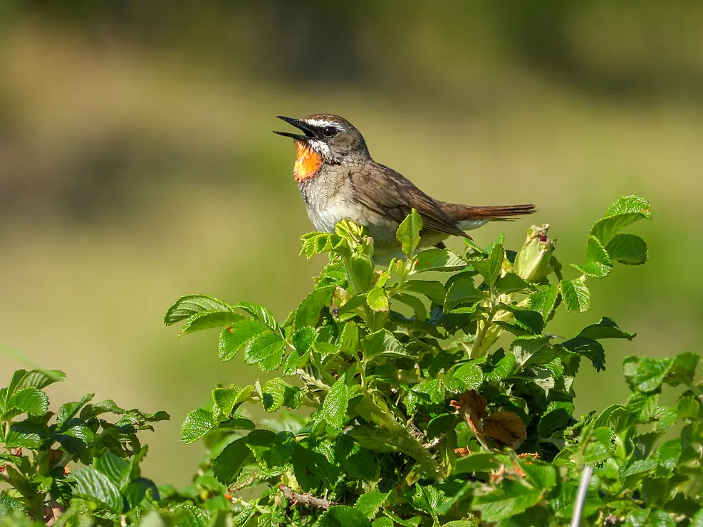 木に止まる茶色の小鳥