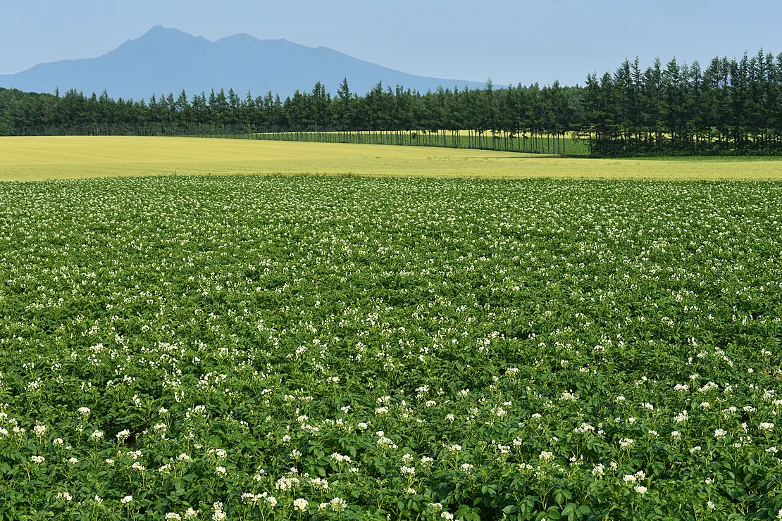 ジャガイモの花のバックに大きい山