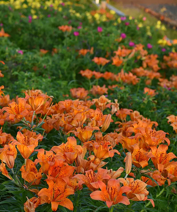 オレンジの花がたくさん咲いている