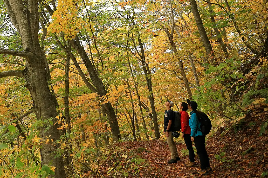 黄色く色づいたブナ林