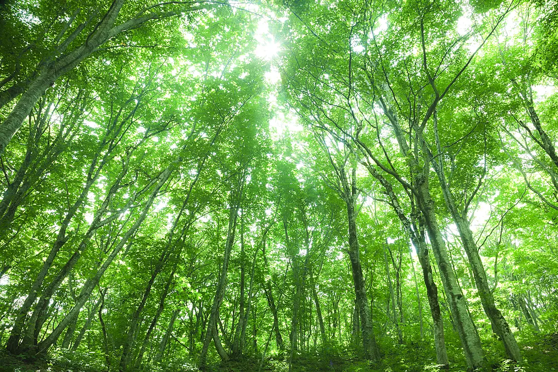 新緑のブナ林